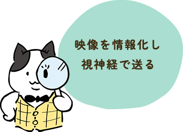 映像を情報化し​視神経で送る